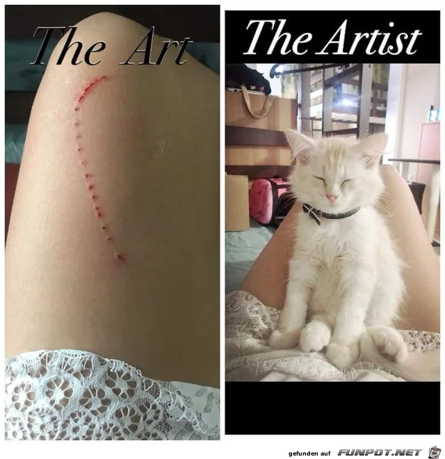 Das war aber nicht nett von der Katze Das war aber nicht nett von der Katze