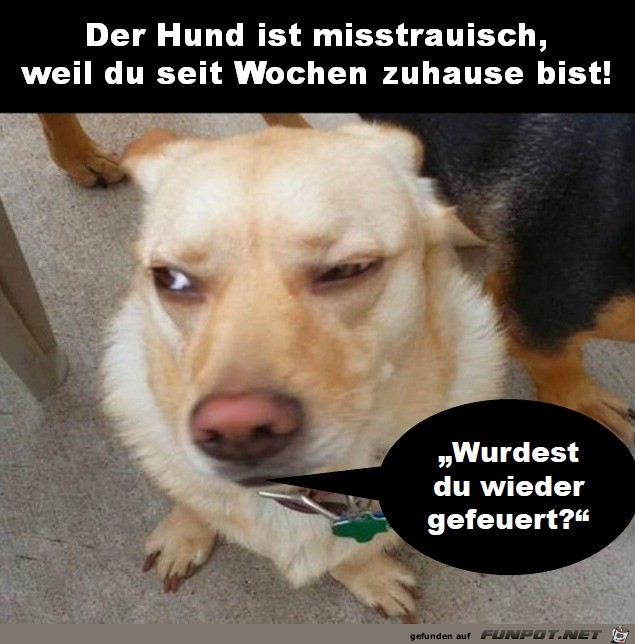 Der Hund ist misstrauisch