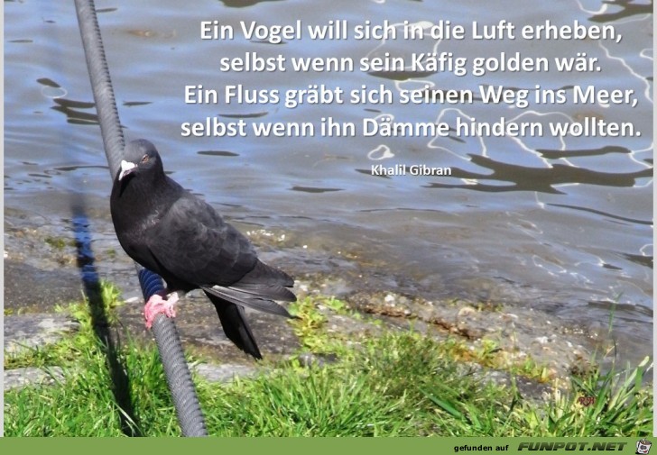 ein vogel will sich in die luft erheben