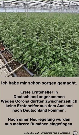 Endlich sind Erntehelfer da