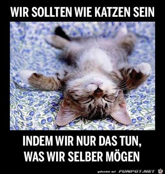 Wir sollten wie Katzen sein