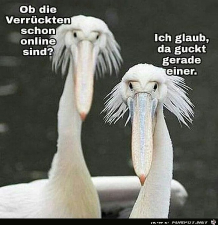 Ob die Verrckten schon online sind?