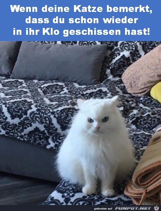 Katze ist emprt