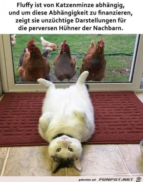 So macht das eine Katze