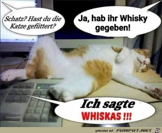 Was hast du der Katze gegeben?