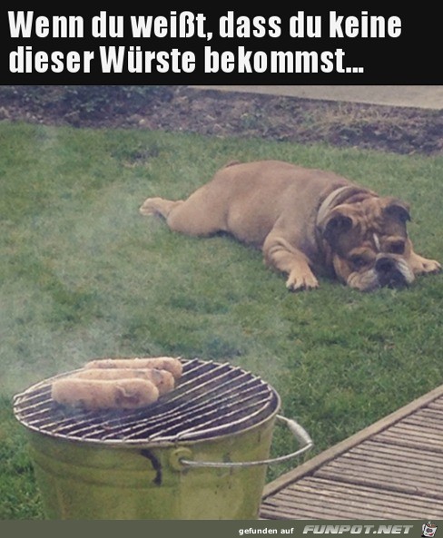 Dieser Hunde-Blick