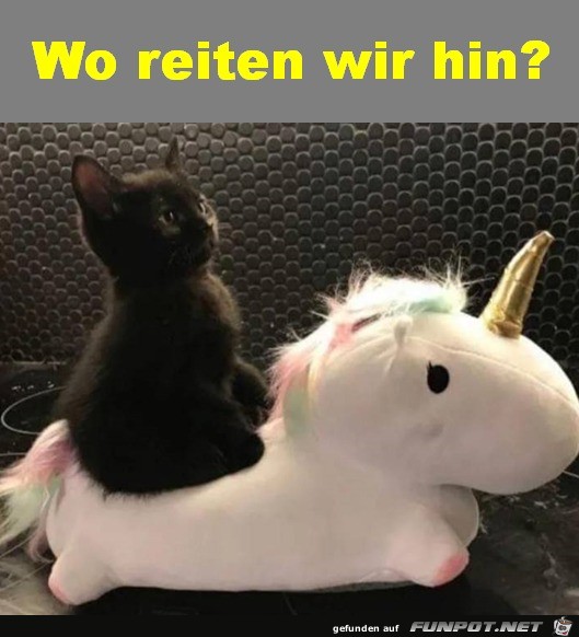 Wo reiten wir hin?