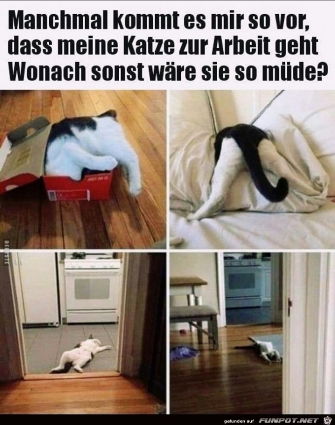 warum ist die Katze so mde?