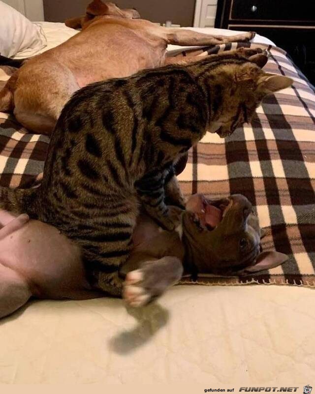 Katze hat Hund am Wickel Katze hat Hund am Wickel