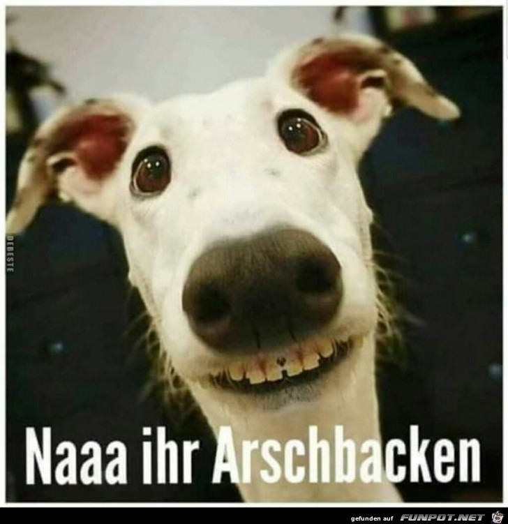 Naaa ihr Arschbacken