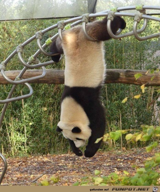 Sportlicher Panda