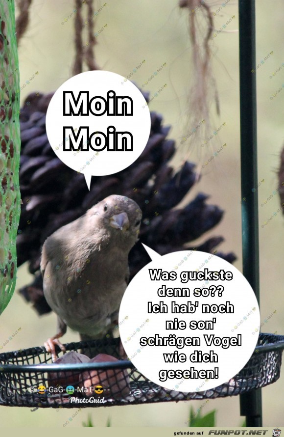 Schraeger Vogel