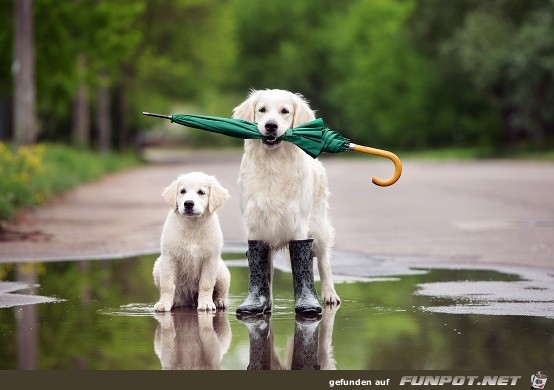 Hunde mit Schirm