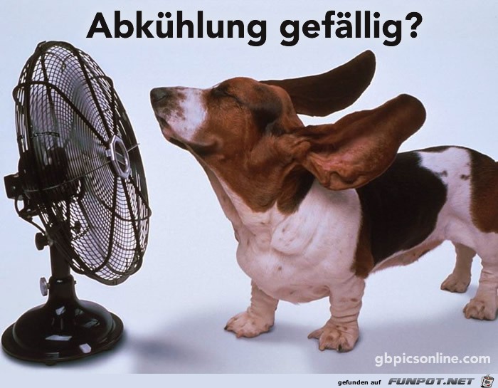 Hund vor dem Ventilator