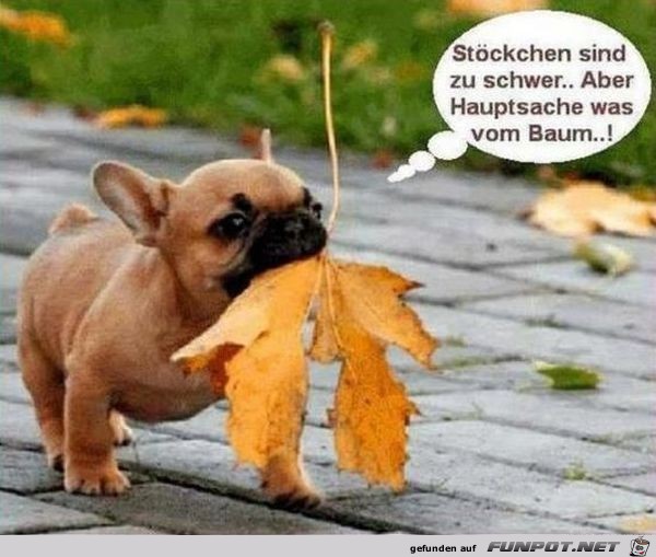 Hauptsache was vom Baum