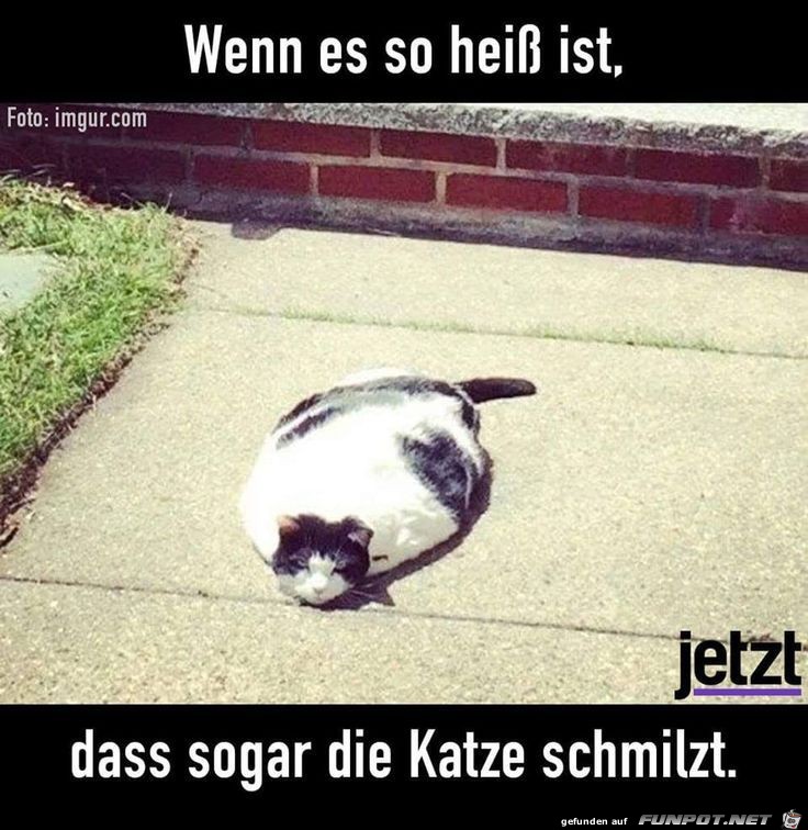 Die Katze schmilzt