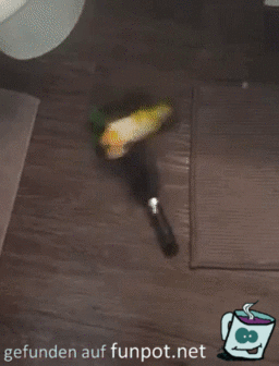 Papagei kmpft mit Brste