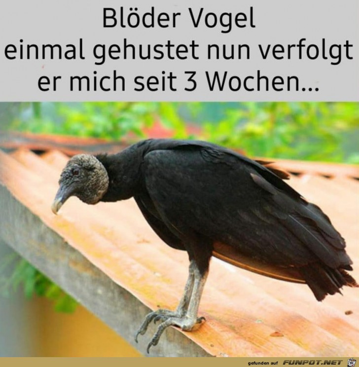 Dussliger Vogel