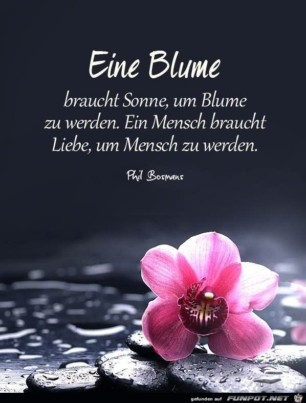 Eine Blume braucht Sonne