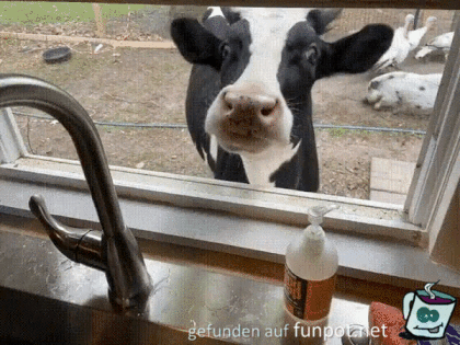 Fenster-Ftterung der Kuh