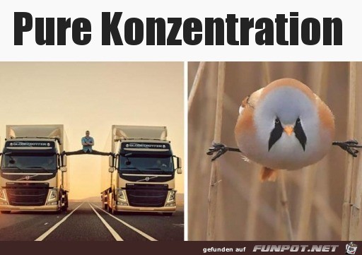 Konzentration pur