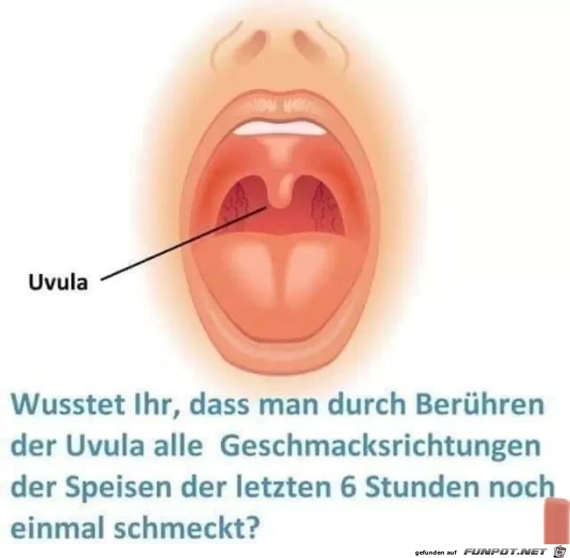 Uvula
