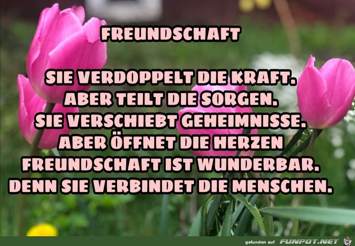 freundschaft sie