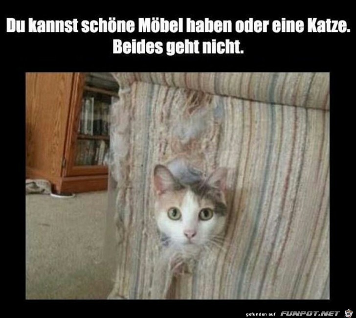 Du kannst schne Mbel haben oder eine Katze.