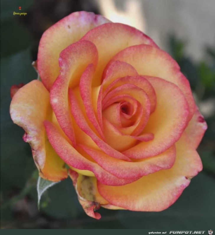 Wunderschne Rose