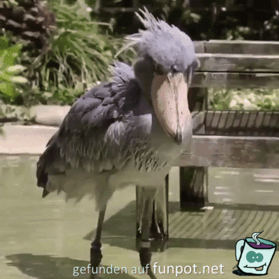 Lustiger Vogel