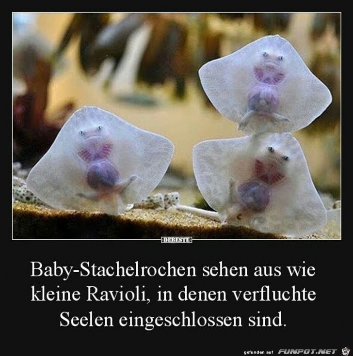 Baby-Stachelrochen sehen aus wie kleine Ravioli