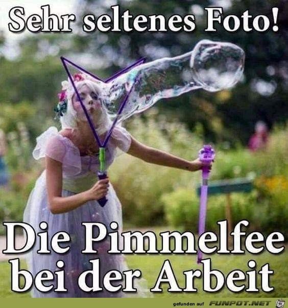 Pimmelfee