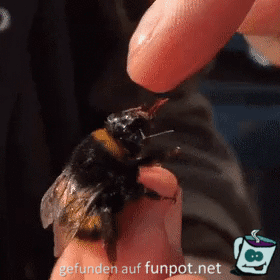 Biene beim Fressen