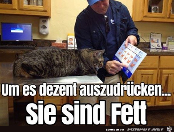 Sie sind fett