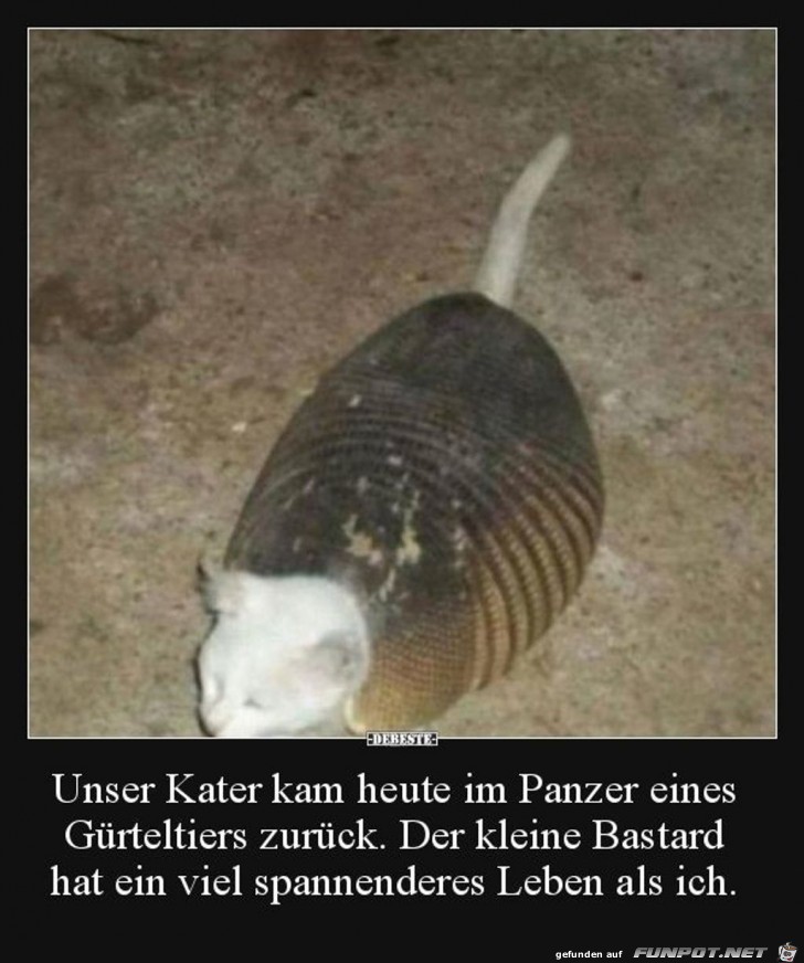 unser Kater hat ein viel spannendes Leben als ich 