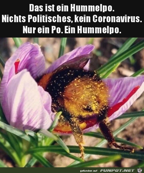 Das ist nur ein Hummel-Hintern