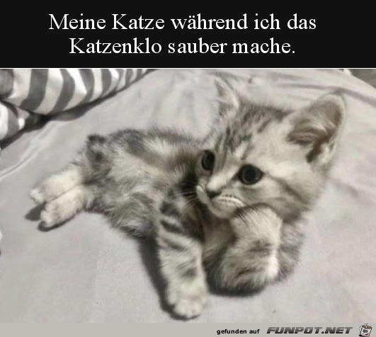 Meine Katze, wenn ich ihr Klo sauber mache