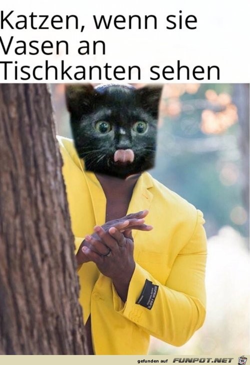 Katzen, wenn sie Vasen sehen