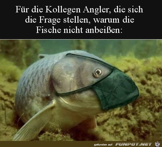 Die Fische beien nicht an