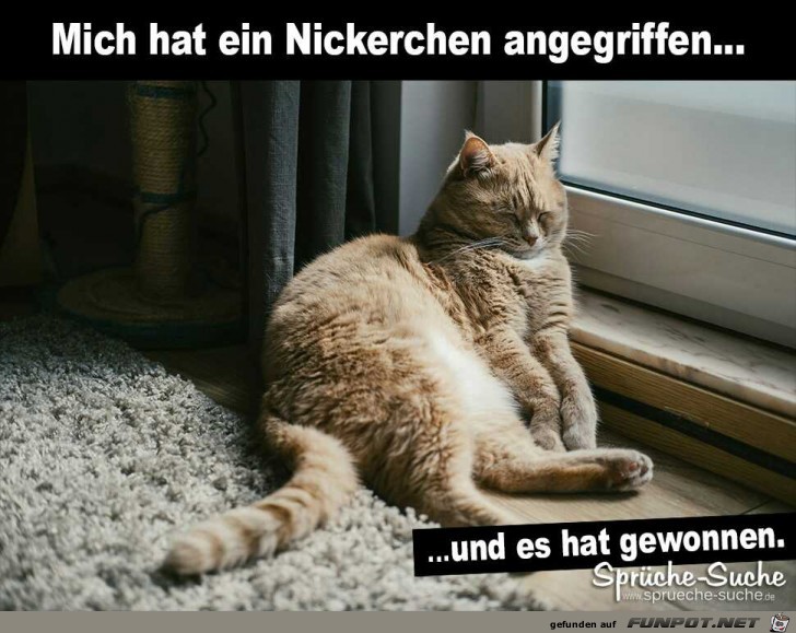 Mich hat ein Nickerchen angegriffen