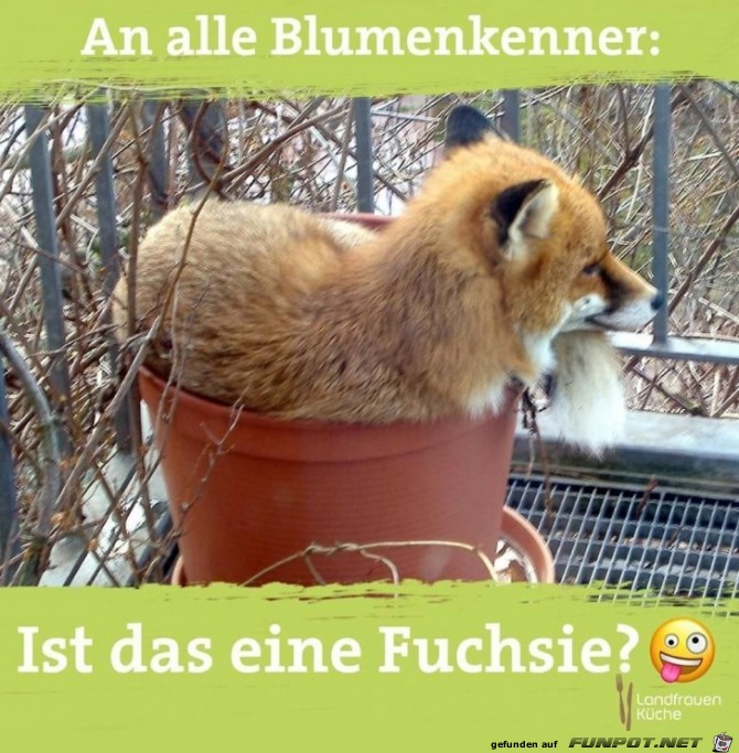 An alle Blumenkenner