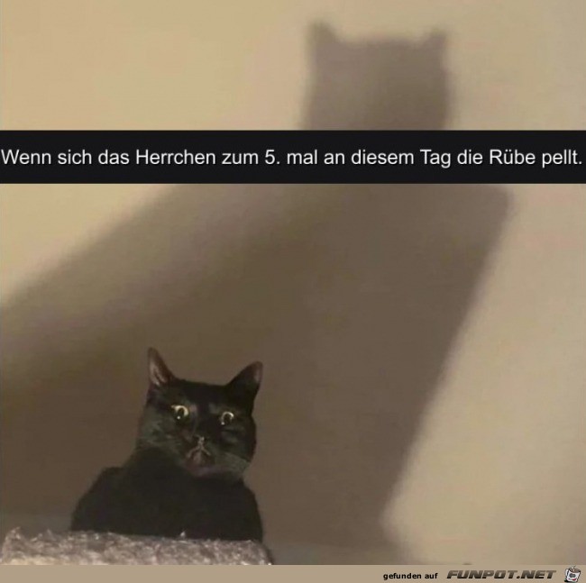 Entsetzter Katzenblick