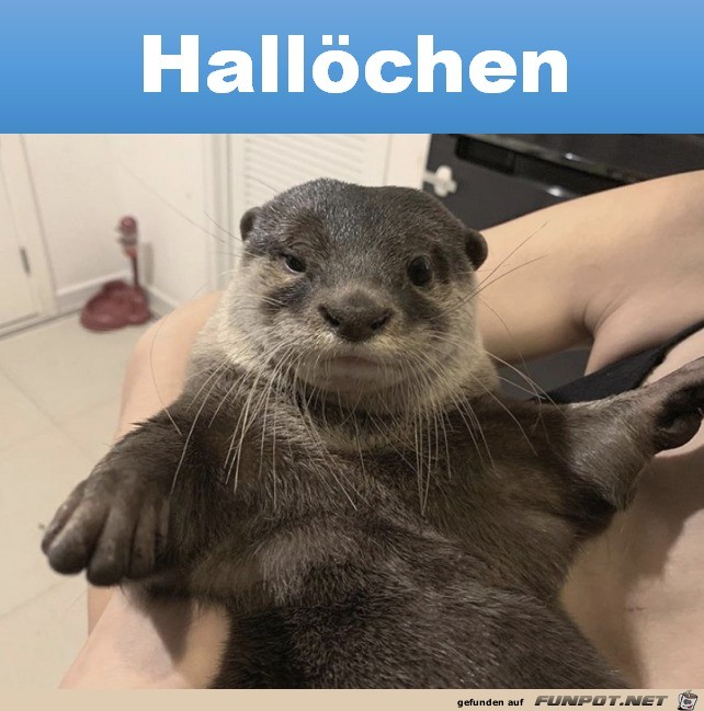 Hallöchen Hallöchen