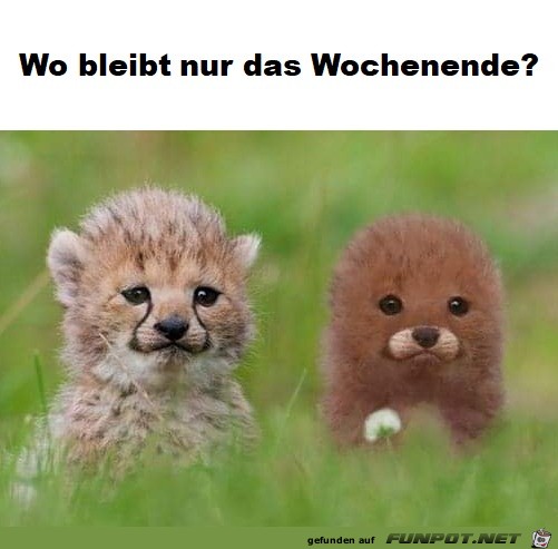 Wo bleibt nur das Wochenende?