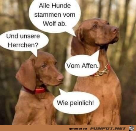 Alle Hunde stammen vom Wolf ab