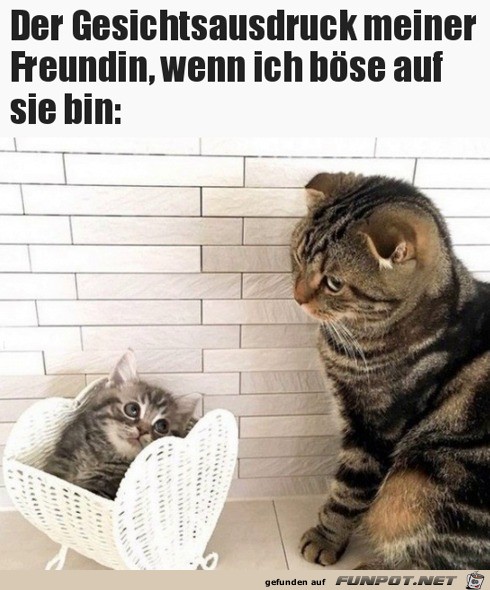 Niedlicher Katzen-Gesichtsausdruck