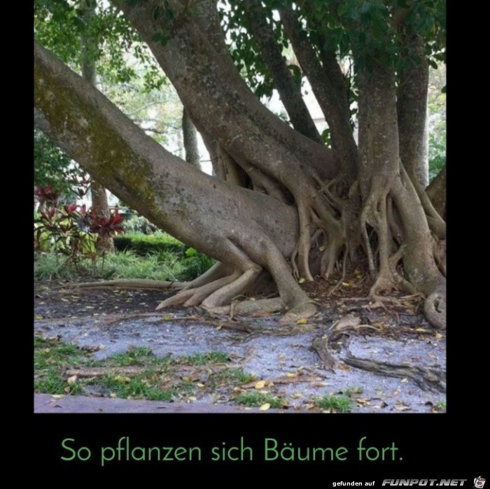 so pflanzen sich Bume fort