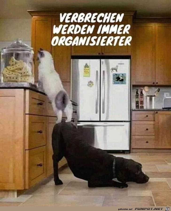 Tiere helfen sich gegenseitig