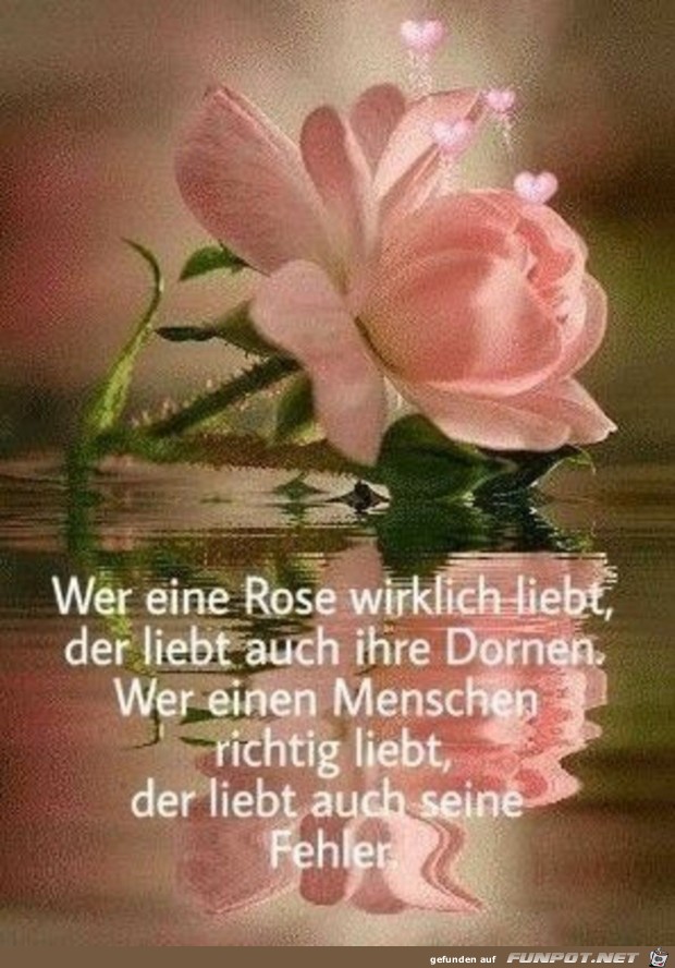 Wer eine Rose wirklich liebt...