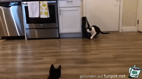 Katzen-Kampf